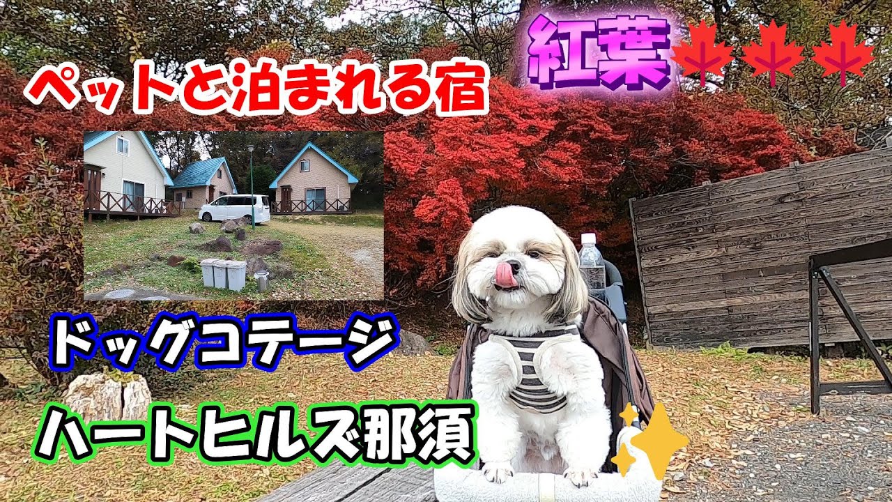 紅葉🍁　わんちゃんと一緒に泊れる宿　ハートヒルズ那須