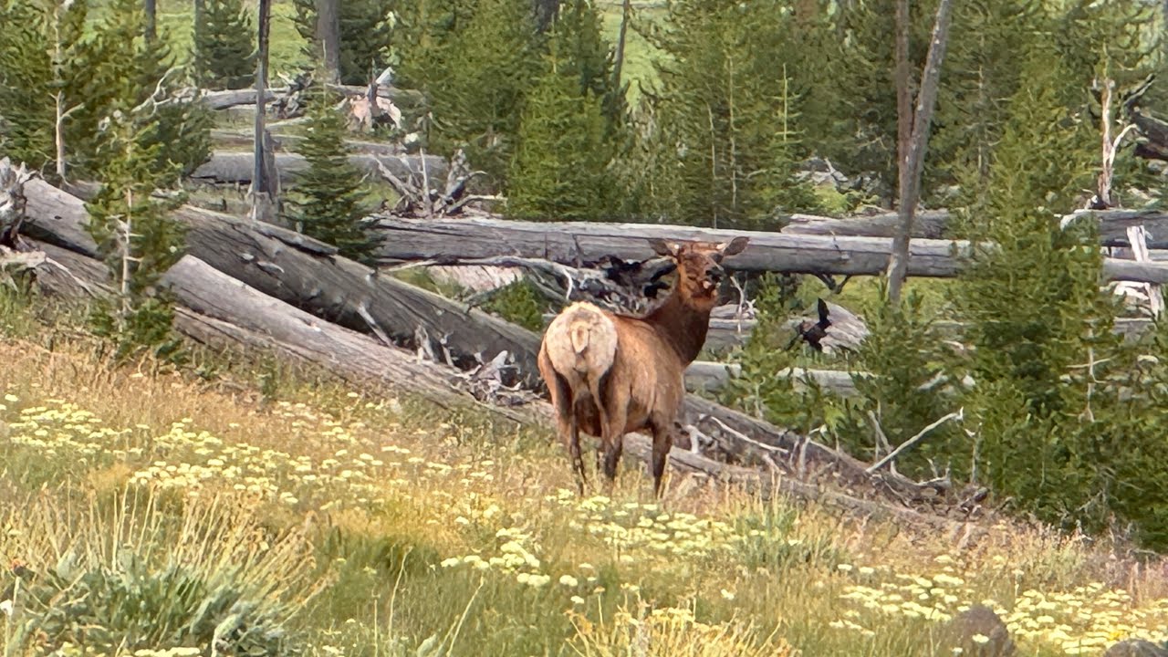 Yellowstone National Park Thorofare Day 3