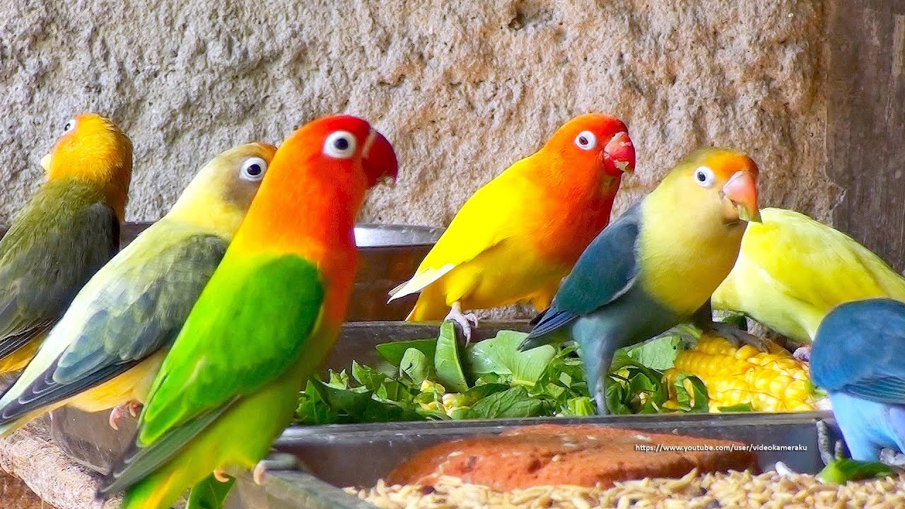 Lovebird Meal Time - There Are Many New Juvenile Lovebirds