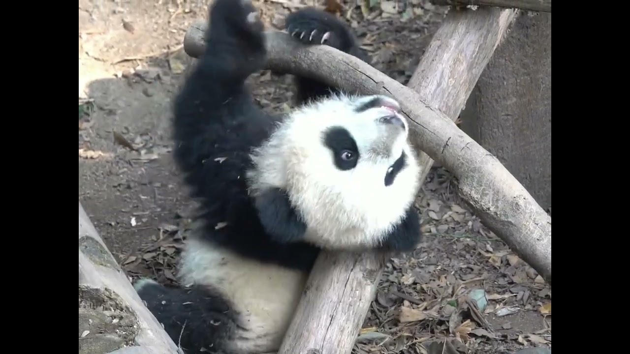 strong panda@theworldseespandas5071