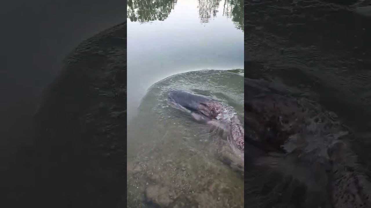 #release #foxrage #silure #catfish #marne #record