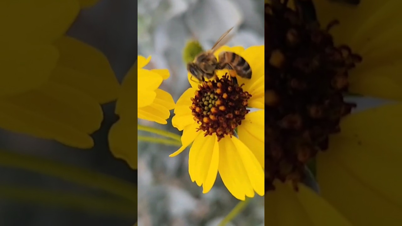Morning Bees, Desert Flowers 