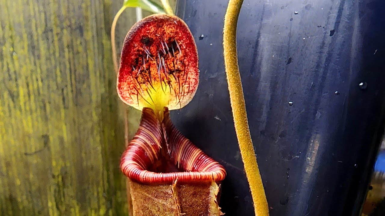 Species spotlight - Nepenthes lowii