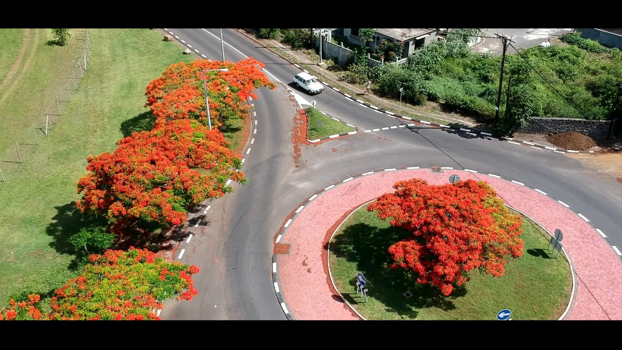 Flamboyant Tree - Delonix regia - Royal Poinciana - Mauritius