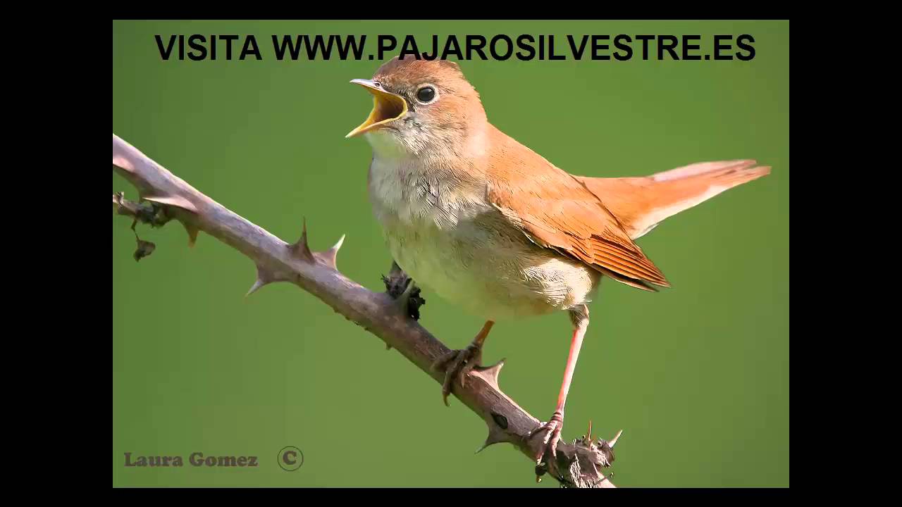 EL CANTO DEL RUISEÑOR | CANTOS DE AVES | PEDRO ACERO