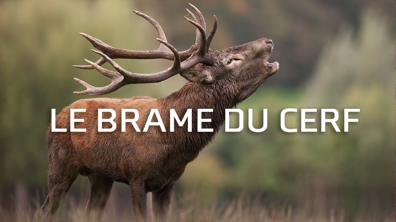 Le Brame du cerf