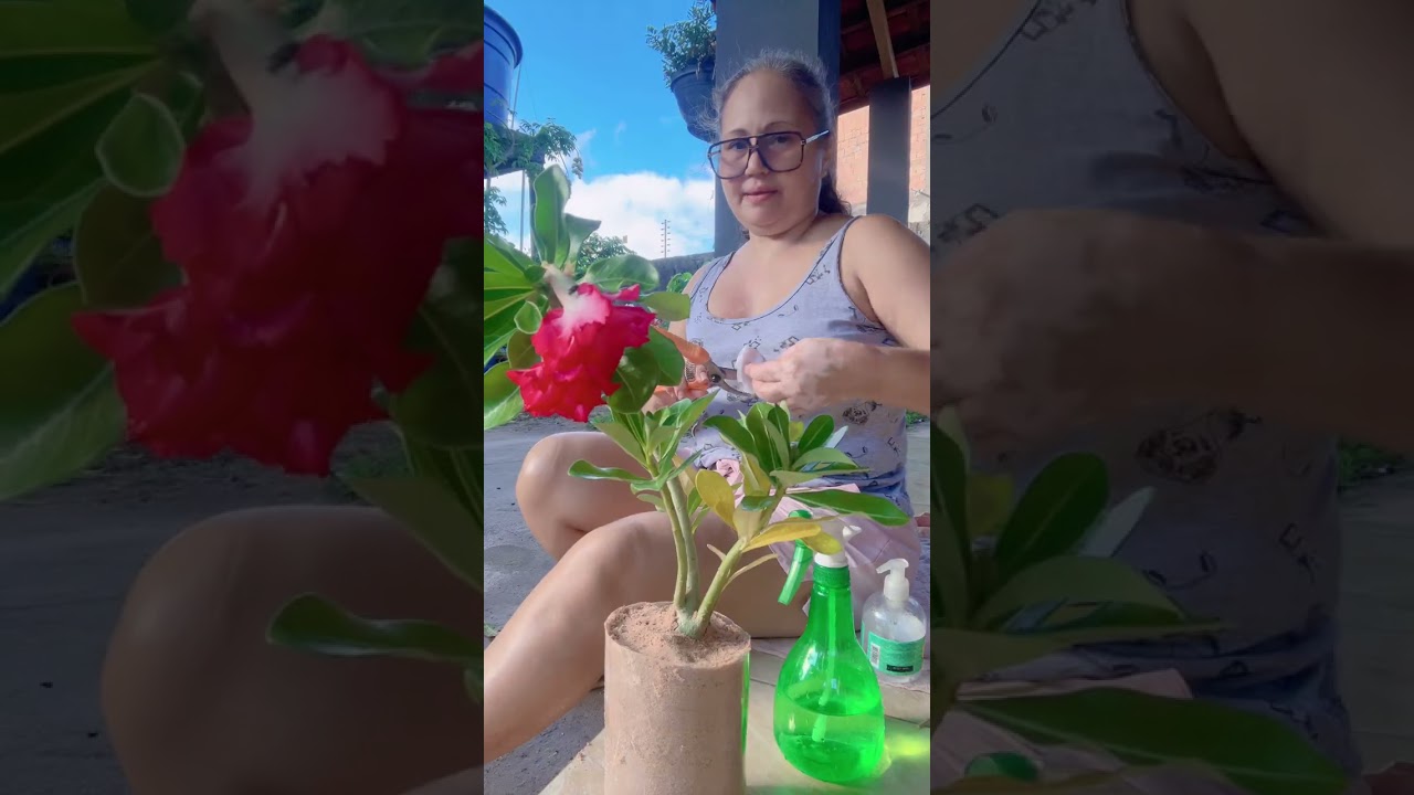 Replantando mudinha que estava com inicio de podridão 