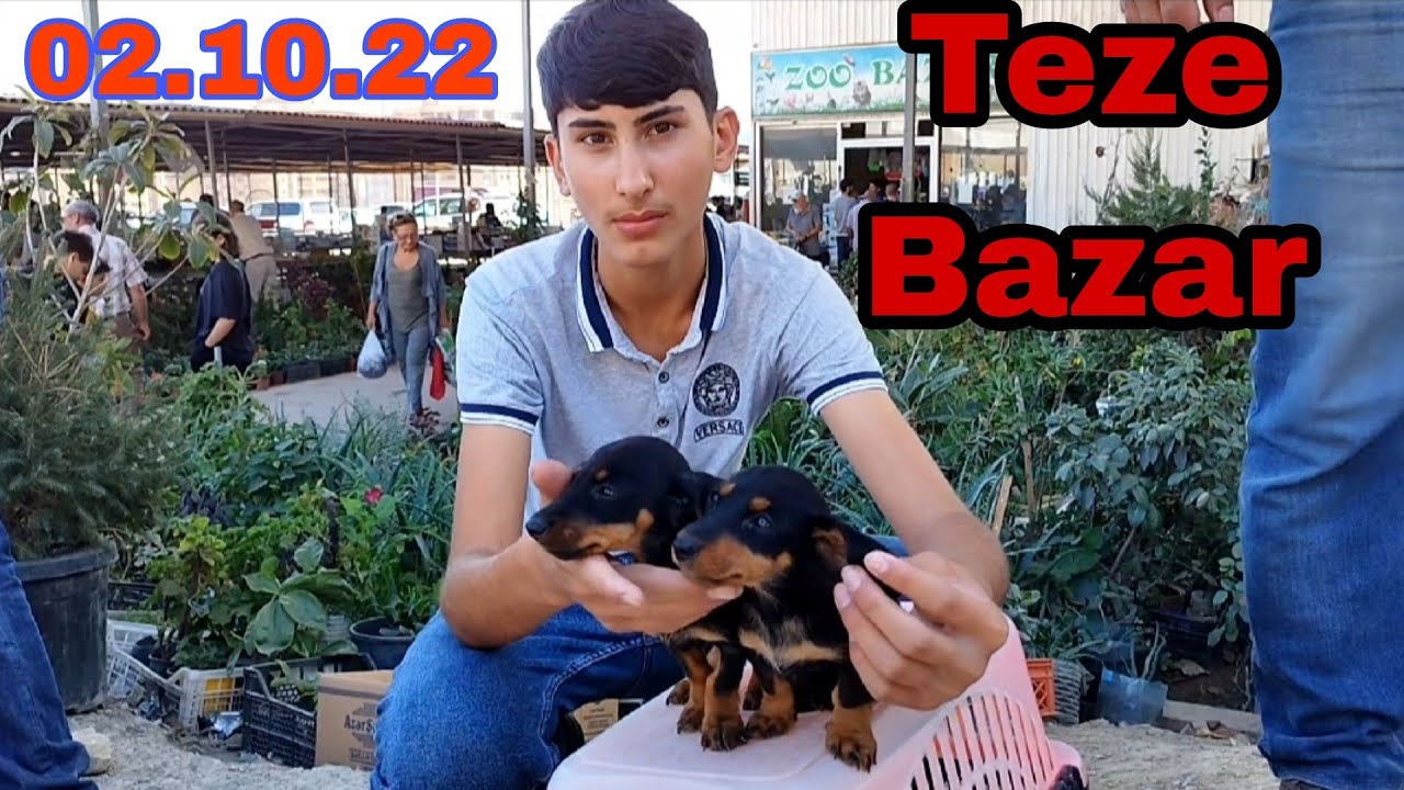 Teze Bazar. İtlerin Diger Heyvanlarin Satışı #elixezer #tezebazar #akita #akitadog #pudel