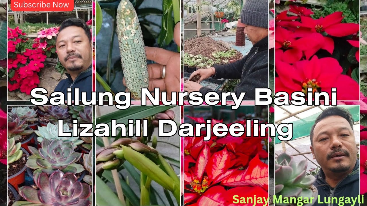 Sailung Nursery Basini Lizahill Darjeeling सयलुङ 🌹🌹