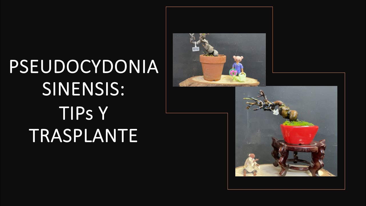 PSEUDOCYDONIA SINENSIS: TIPS Y TRASPLANTE
