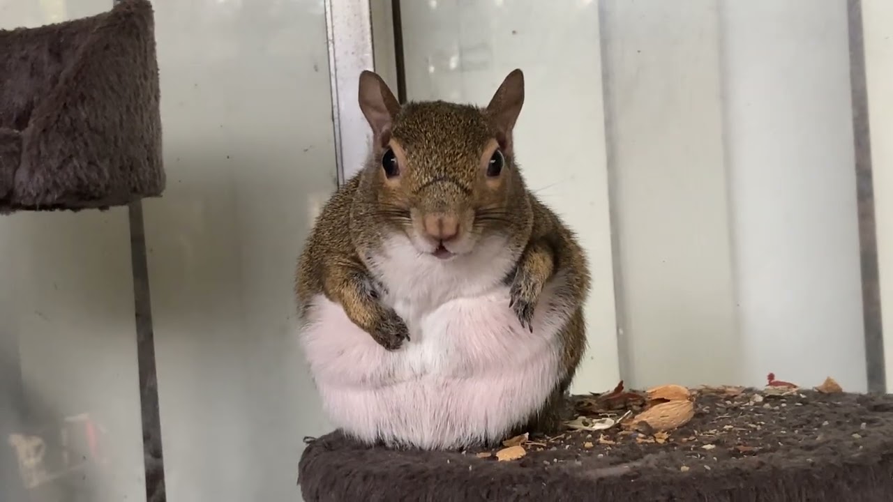 Leia Says Happy Squirrel Appreciation Day 
