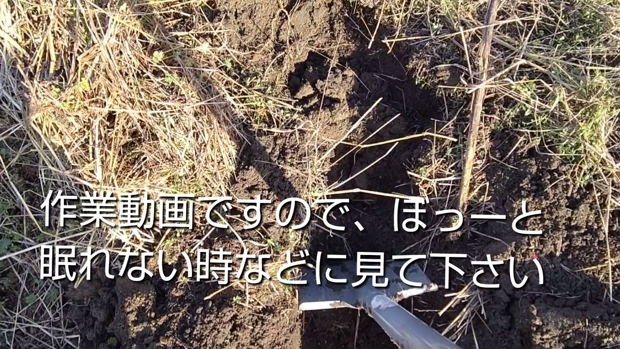 草ひきです。作業動画です。雑談はほとんど無しです。よろしくお願いいたします🙇