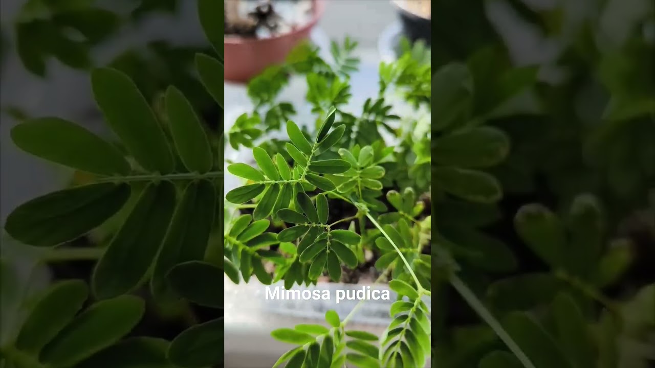 Mimosa pudica #мимозастыдливая #plants #цветы #music #mimosapudica #mimosa #flowers #flower #мимоза