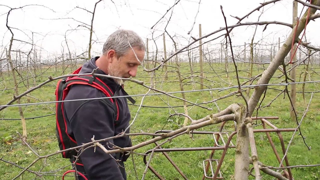 Le verger de Sellières   Hiver la taille