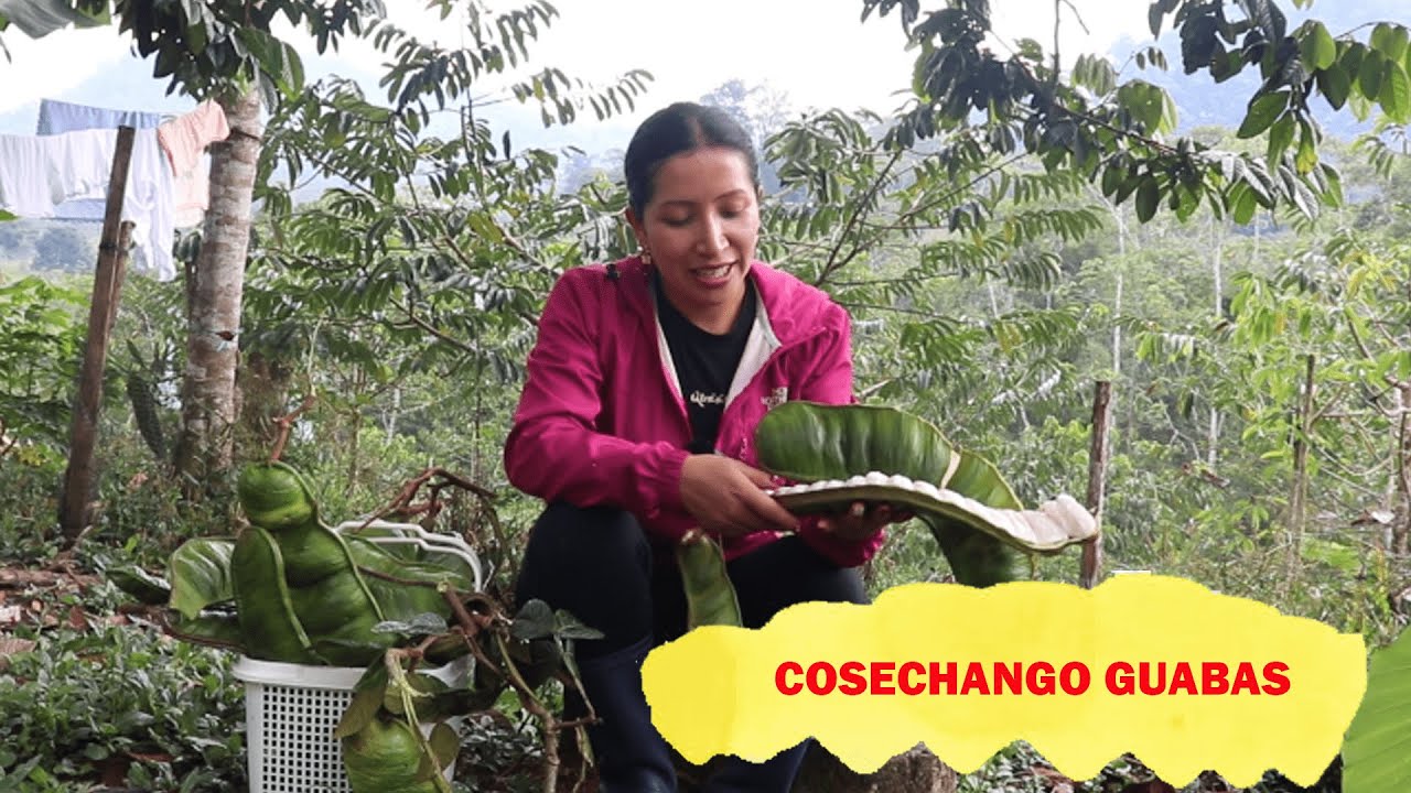 Cosechando Guabas Machete en el oriente ecuatoriano