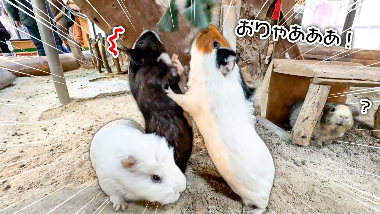 エサが美味しすぎるあまり、取り合いを始めるモルモットたちが可愛すぎる【スティックセニョール】