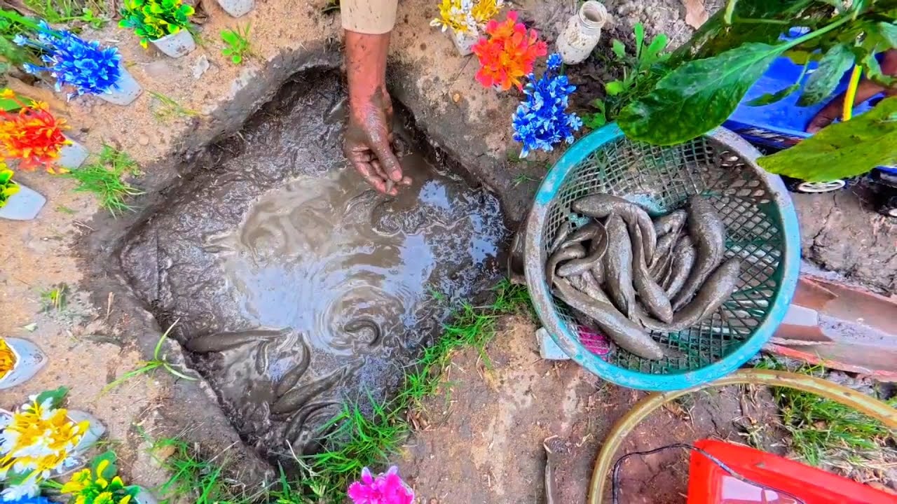 By Pumping Out Water From The Pond With An Electric Pump, Many Fish Were Caught. 🐠