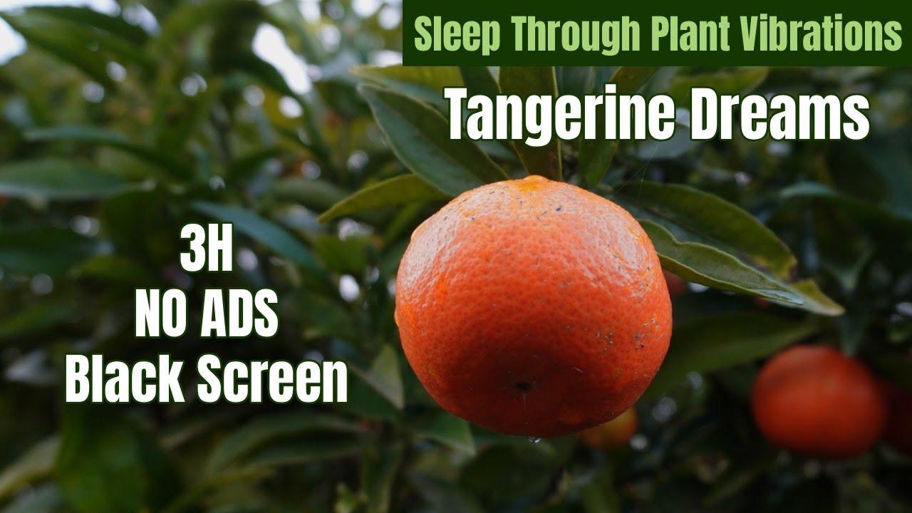Deep Meditation Music 🍊 No Ads | Tangerine Dreams (Living Tempo)