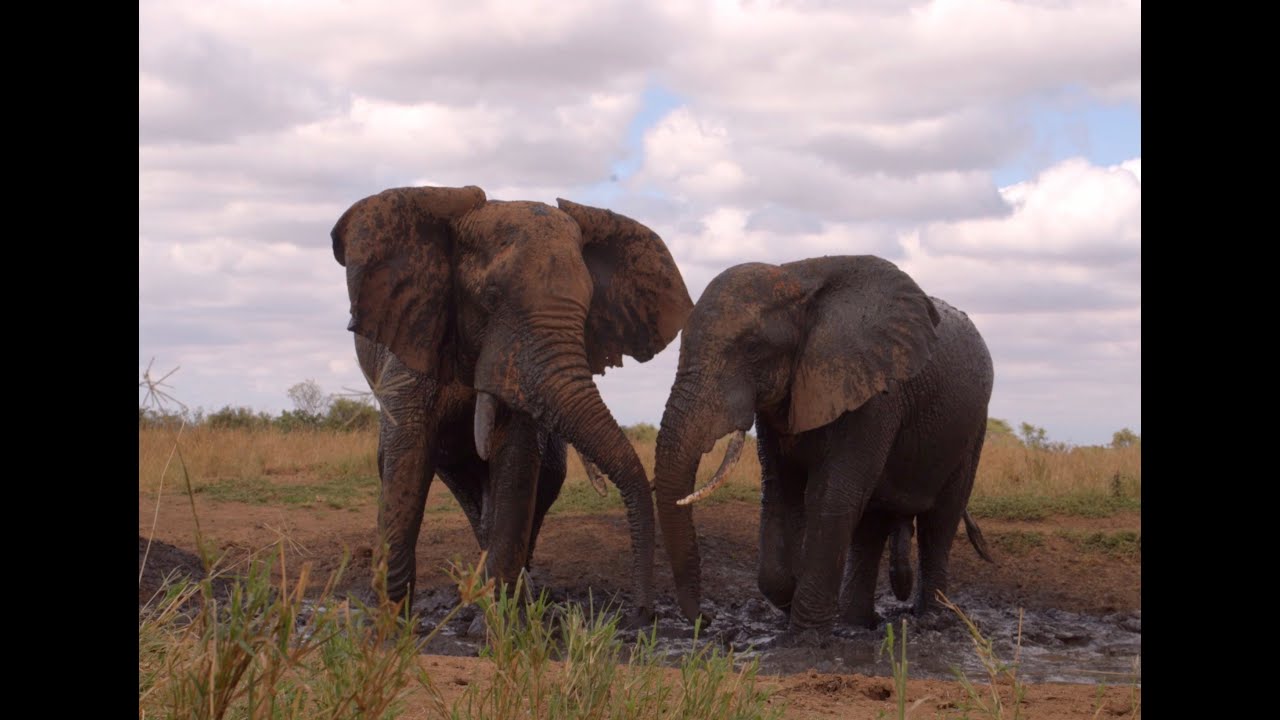 Safari of a Lifetime June 2025