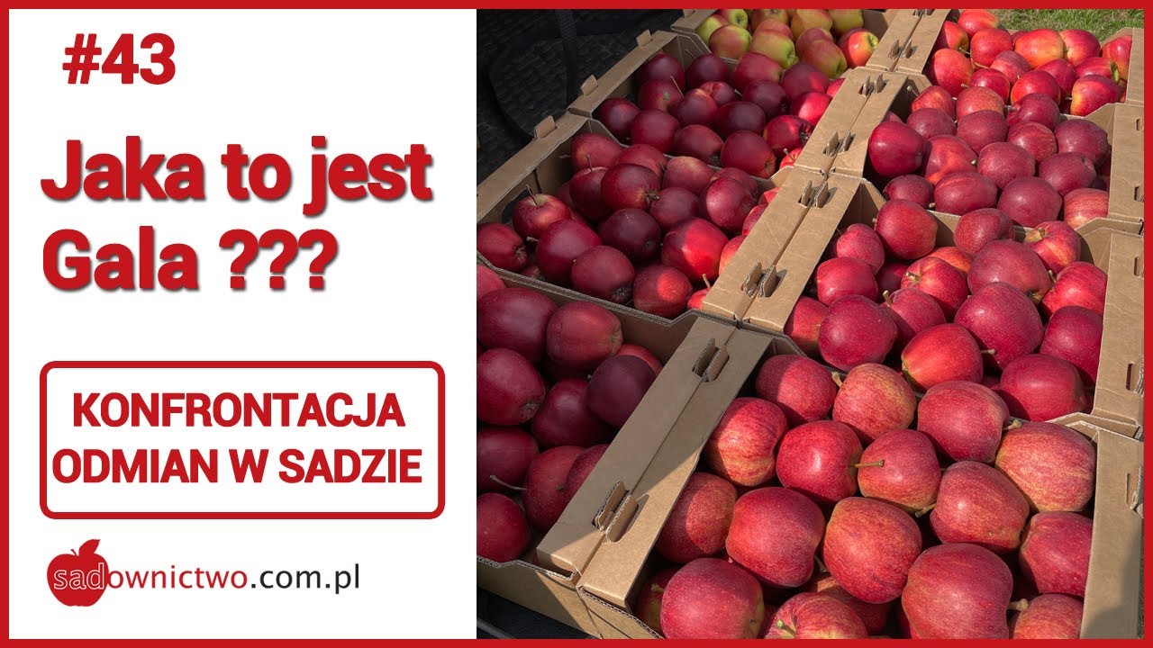 #43 - Gala paskowana, Gala ciemna i gładka, Gala Must - która jest która ???