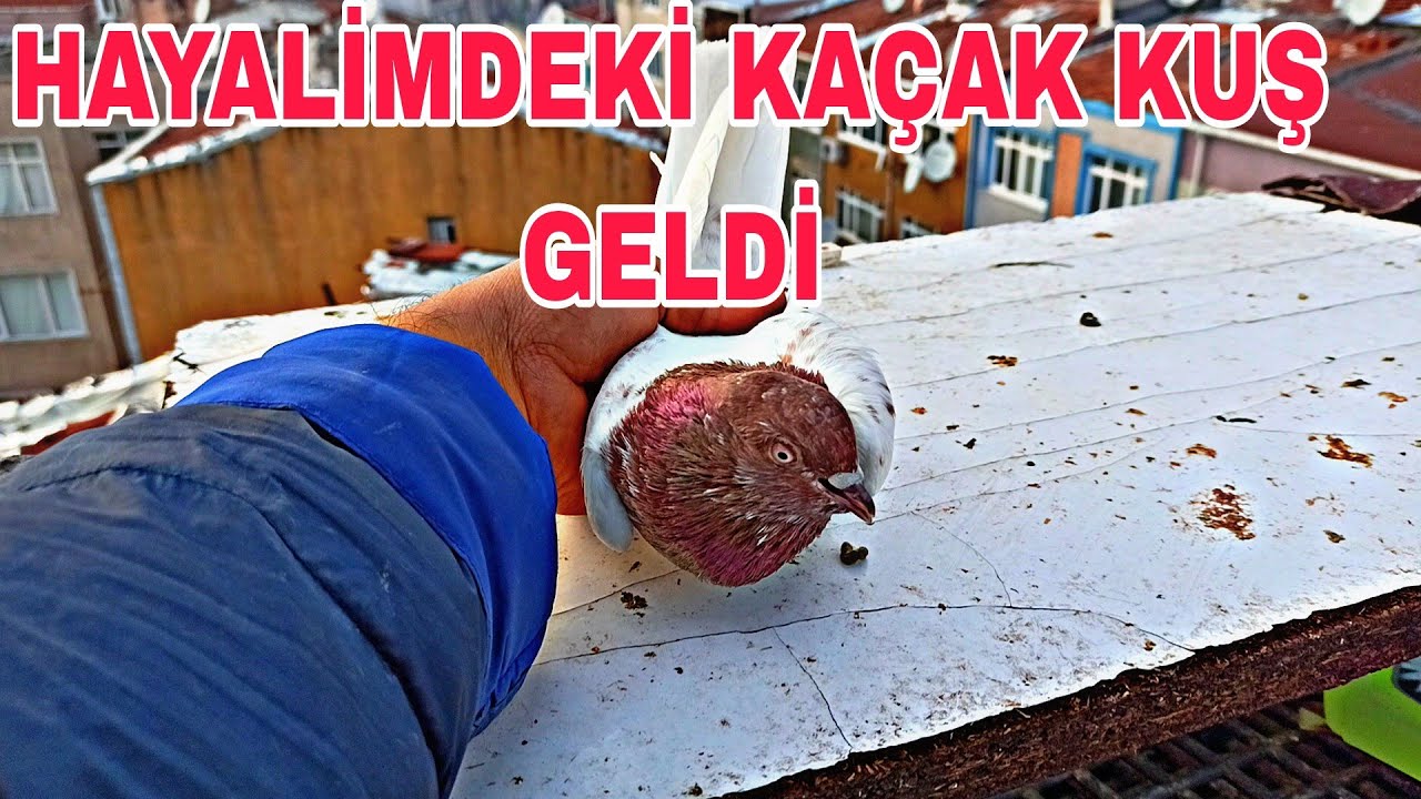 HAYALİMDEKİ KAÇAK KUŞ GELDİ ZOR OLSADA SONUNDA YAKALADİM