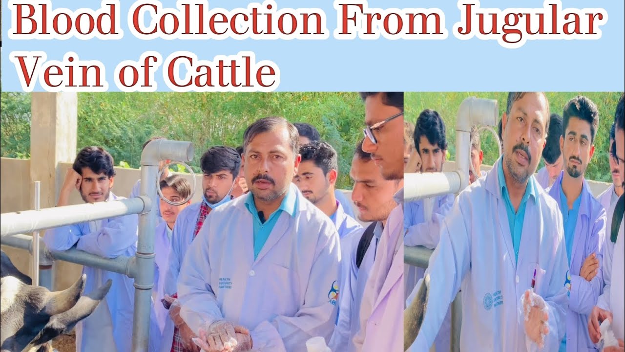 Blood Collection From Jugular Vein of Cattle| Blood Collection Method From Animals