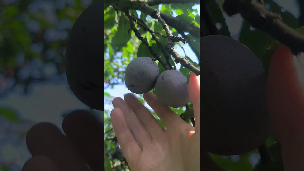 Вродили сливи. Сорти Стенлі та Ганна Шпет. #garden #farming #harvest #grow #plum #ukraine #autumn