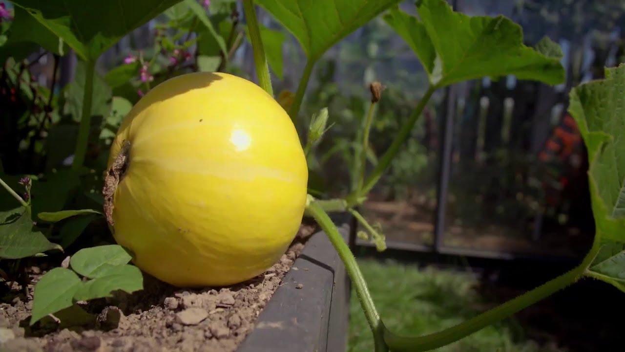 Kertem főztje sütőtök termesztése S02E02 részletek