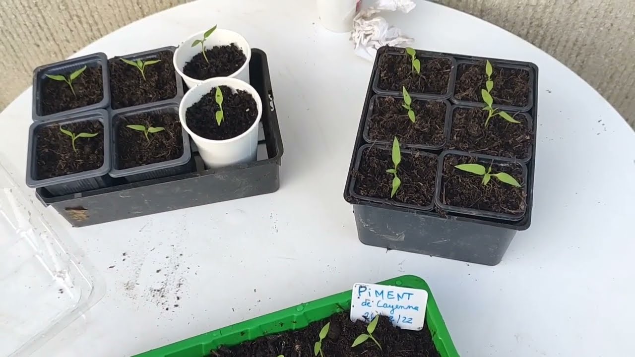 30🌱 Rempotage des semis de piment de Cayenne après chute du bac 🥺 | Le potager en mars