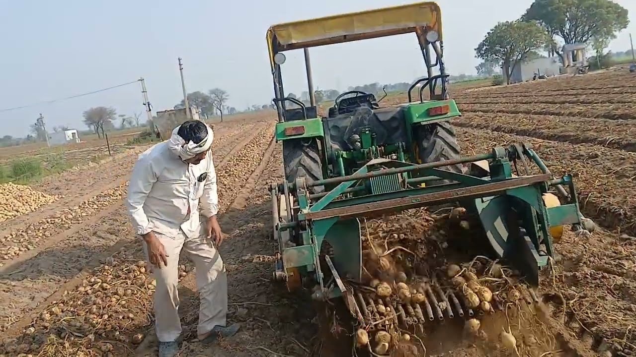 अलीगढ़ के खैर में पके आलू की खुदाई शुरू 