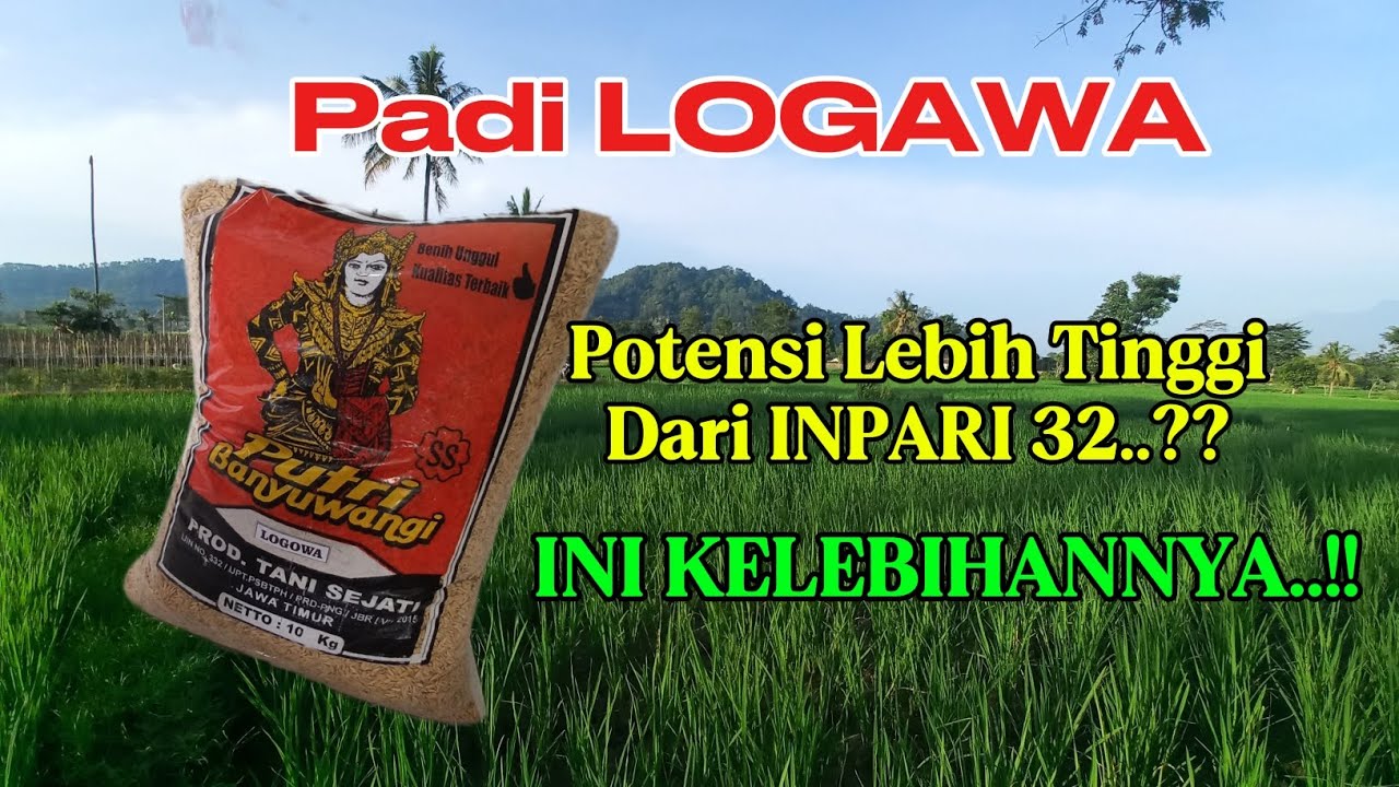 Review Bibit Padi Logawa Lawan Berat Inpari 32 | Malai Panjang Bobot Maksimal