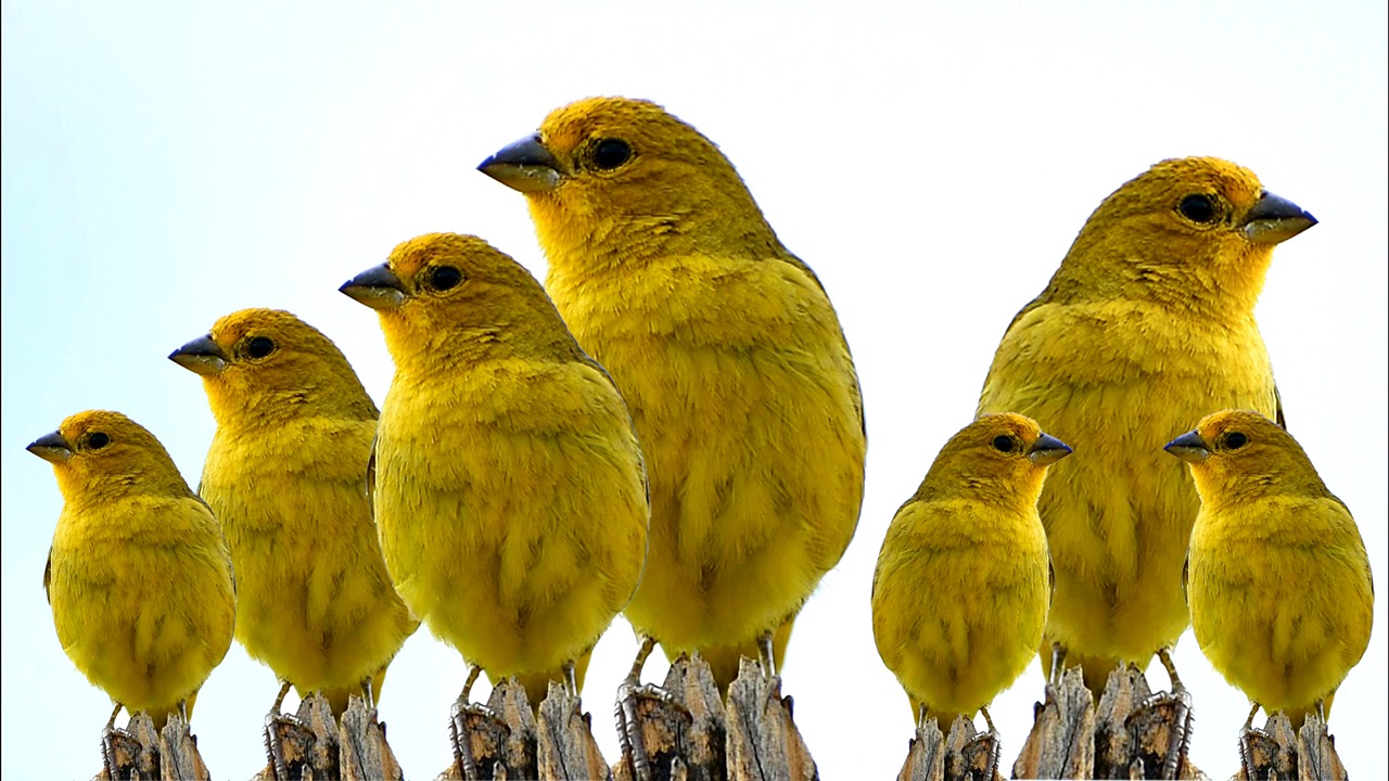 Canários da terra cantando para testar fibra e estímular o canto dos seus campeões