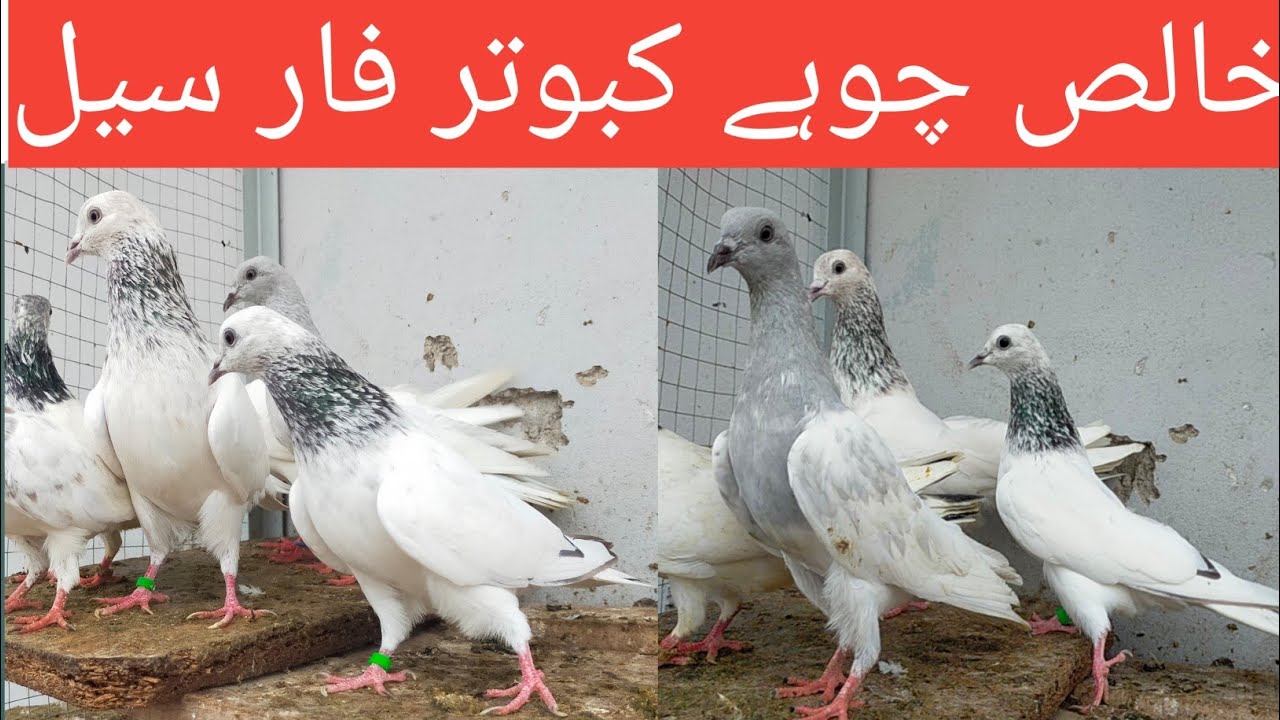 #sialkoti #golden #teddy #aliwalaykaboter #chatwalay #kalaymuowalaykaboter #03086650737 #chohay