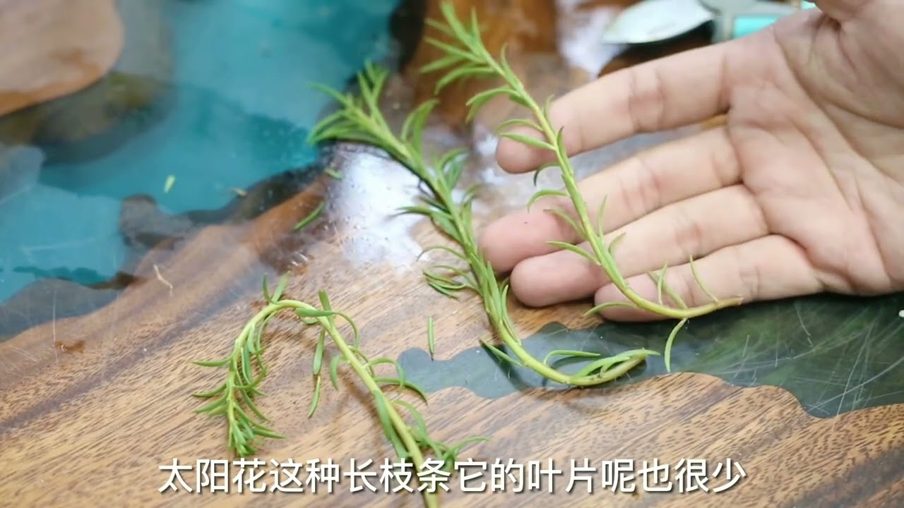 怎么扦插繁殖太阳花？园艺师教你，叶片处理技巧，让成活率加倍