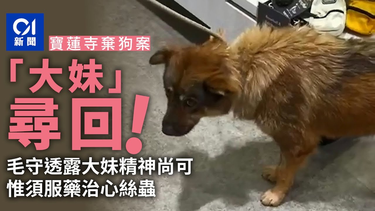 寶蓮寺棄狗｜大妹尋回！　毛守：精神尚可　惟有心絲蟲需食藥｜01新聞｜突發｜寶蓮寺｜棄狗｜心絲蟲