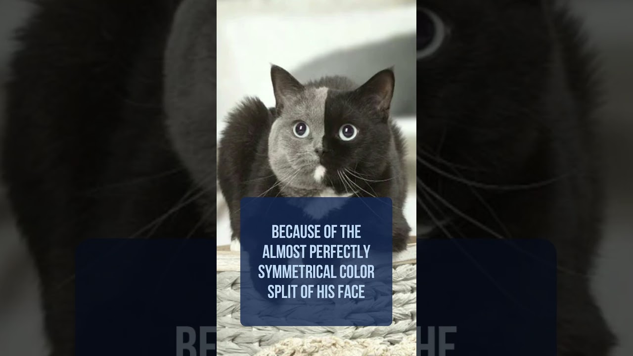 Narnia, the two-faced cat
