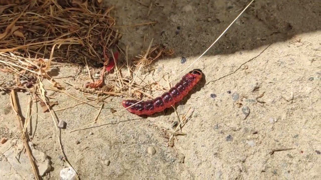 Goat Moth Caterpillar / Cossus Cossus - Searching for cold and shaded shelter