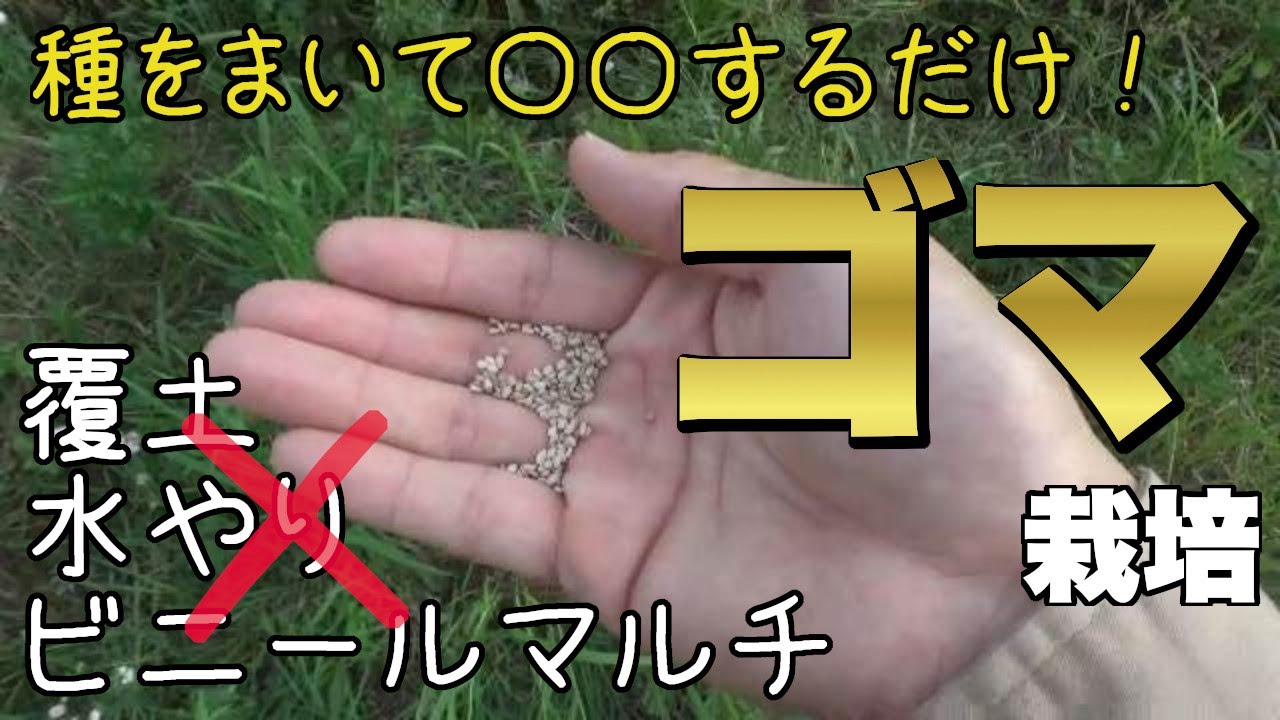 ゴマ栽培！超簡単に育てる裏技【自然農】