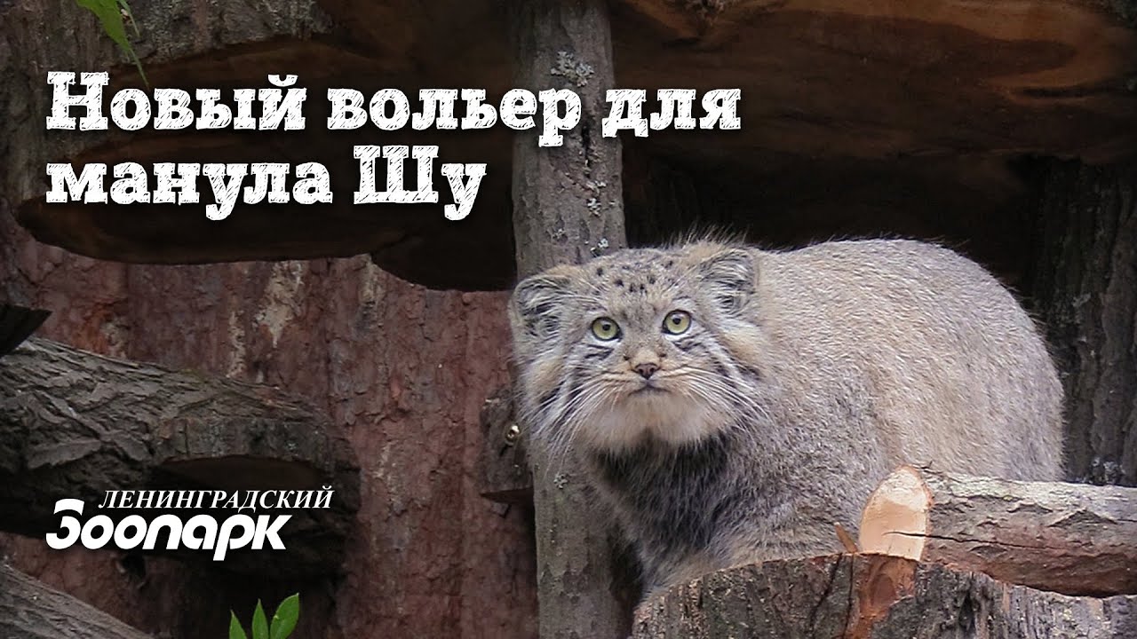 Новый вольер для манула Шу!