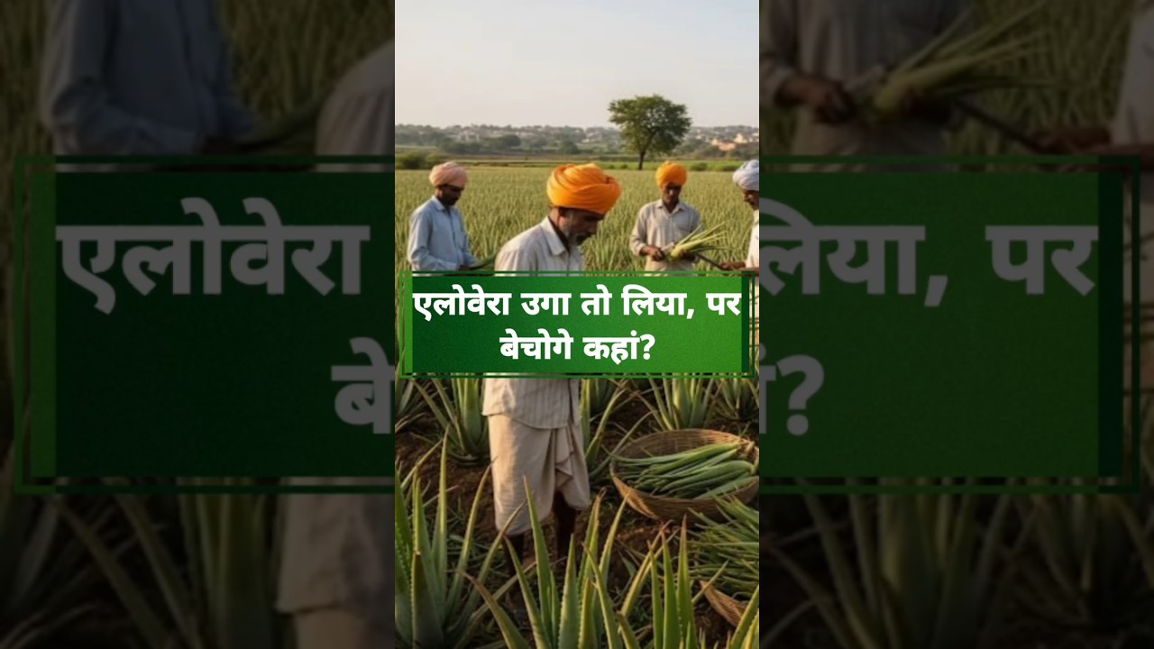 एलोवेरा उगा लिया अब बेचना कहां हैं यहां से सीखों #alovera #aloverajuice #kisan #farmingbusiness