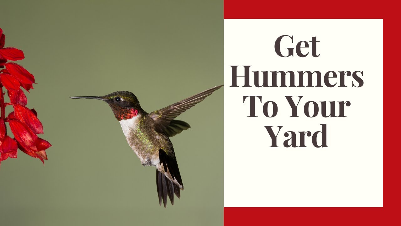 Hummingbirds: Attract These Happy Birds