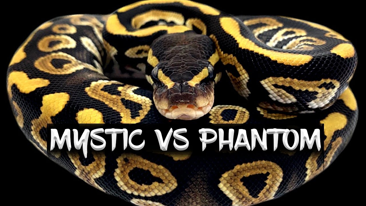 Сравнение генов питонов Mystic и Phantom Ball