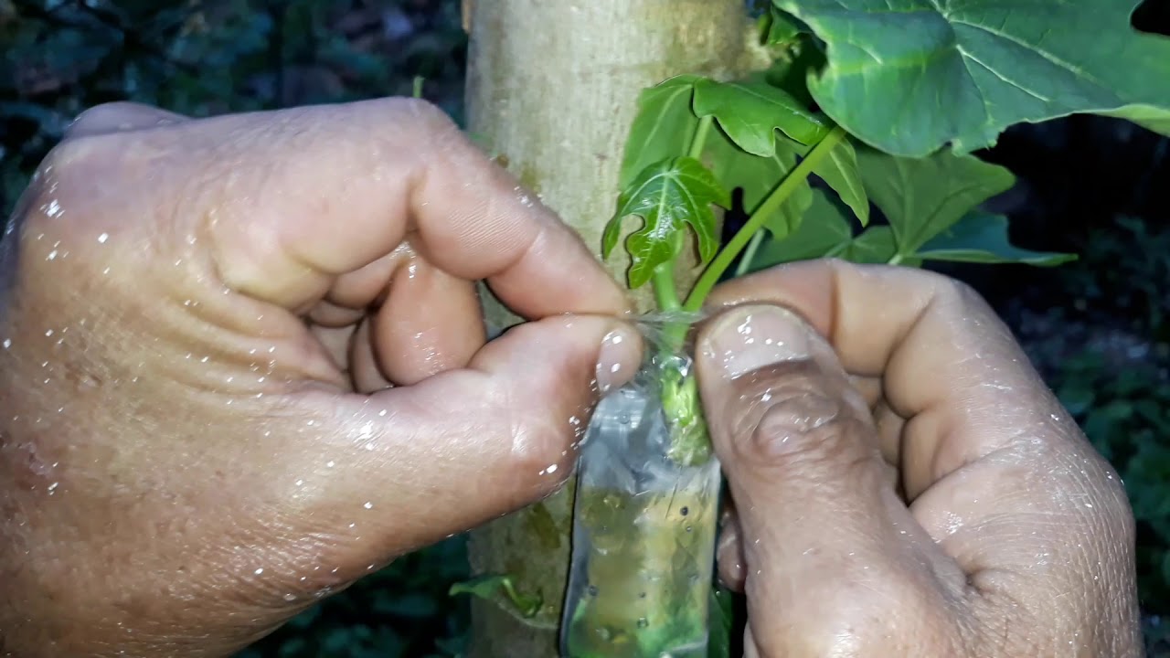 ENRAIZAMENTO COM ÁGUA EM BROTO DE MAMOEIRO