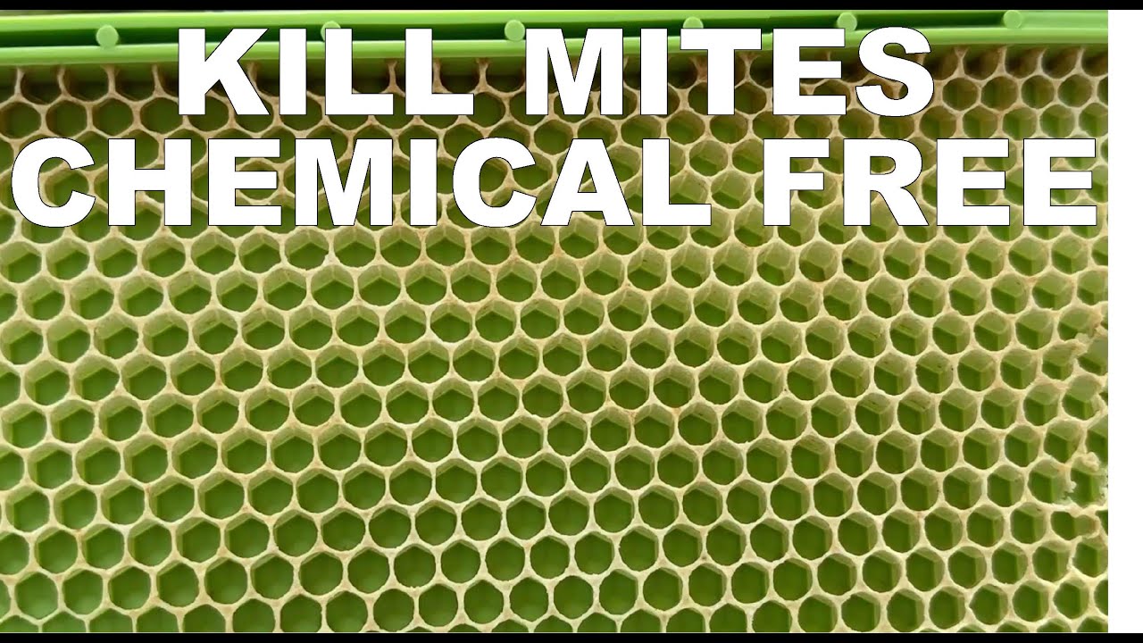 BEEKEEPING: An Effective Way to Control Mites Chemical Free