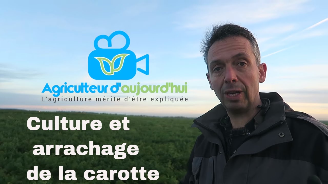 Culture et arrachage de la CAROTTE