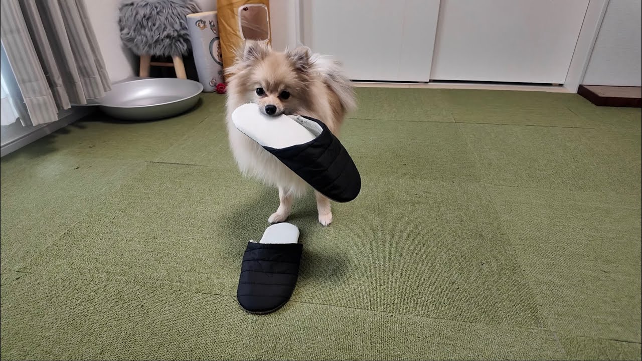 ポメラニアンのらんが1番好きなおもちゃは…