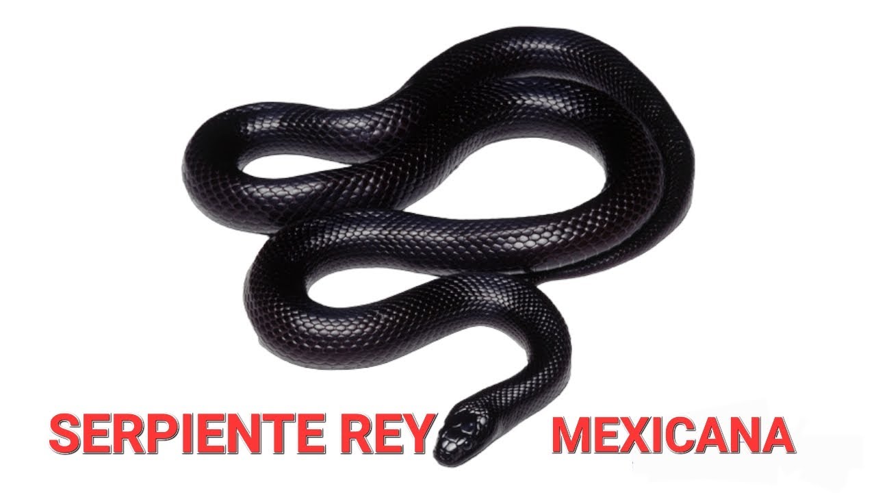 SERPIENTE REY MEXICANA