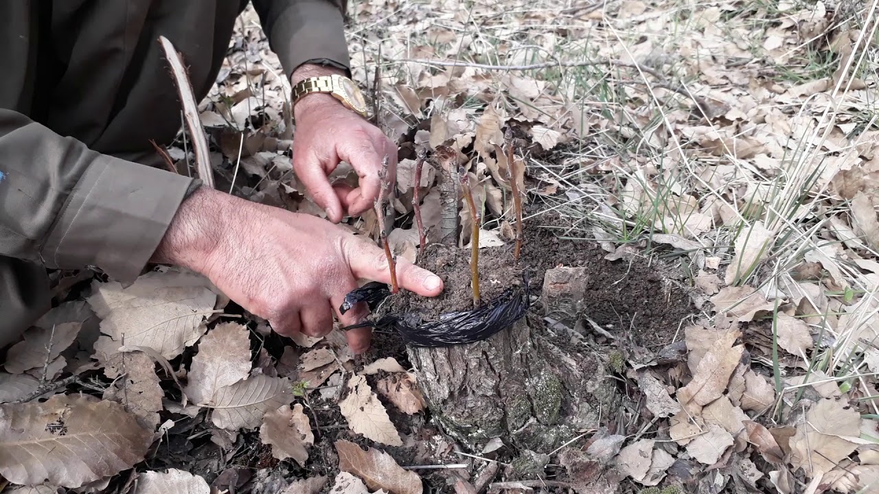 موتربەی هەرمێ لە کرۆســـک