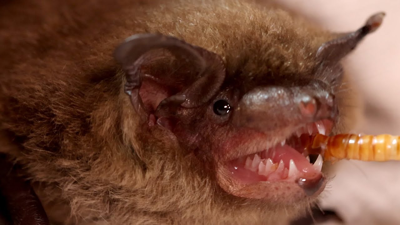 Meet New Jersey&rsquo;s amazing &ldquo;Bat Lady&rdquo;