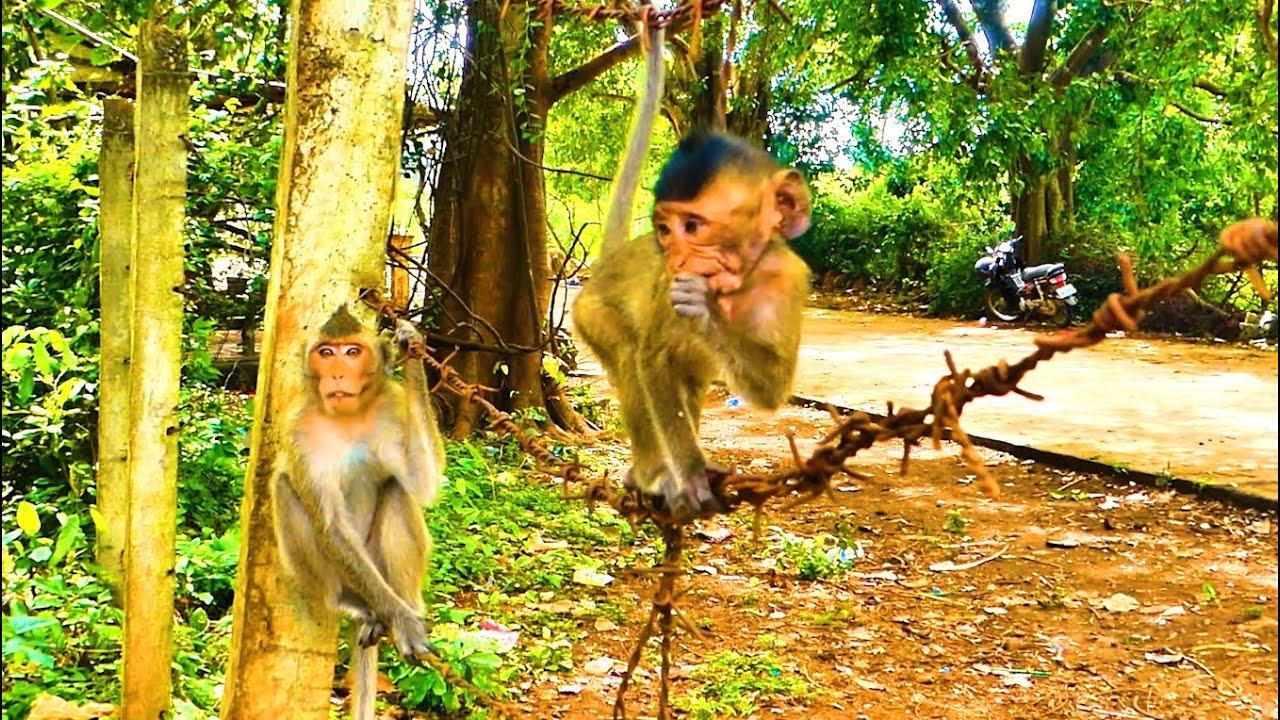 Baby Masha is smart when she has food. She was not near the other monkeys.